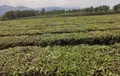 景东县茶叶协会对茶企业提出稳岗稳业要求