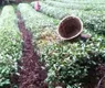 湄潭疫情防控和春茶生产两不误
