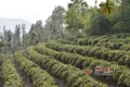 六盘水六枝特区2020年春茶生产应对措施建议