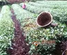 湄潭县疫情防控和春茶生产两不误