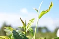 贵州七星关区：完成2万育苗新增茶叶种植
