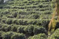 南涧县 减税降费助力茶产业发展