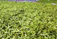 防住疫情、闻见茶香，浙江松阳县环环相扣打响春茶生产第一枪