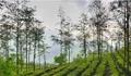 云南昌宁红茶获欧盟和美国有机茶认证