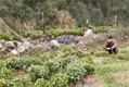 湖南古丈 织密疫情防控网，抢抓时节促茶叶种植
