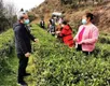 六枝特区2020年春茶生产应对措施建议