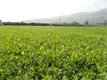 福建福安：阻击疫情也要抓好春茶生产