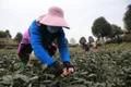 四川邛崃13万亩早茶开采 2月底可喝上2020年首批春茶