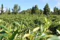 茶产业托起云南民族地区脱贫致富梦