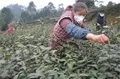 四川荣县 19万亩茶叶在“疫”战中开采