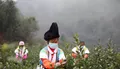 贵州第一批春茶开采