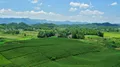 茶叶种植是玉山县樟村镇广平村最大的扶贫产业