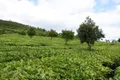 六安乡镇战“疫”：打好疫情防控和茶产业发展组合拳
