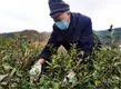 湖南南江：凤凰山绿了，茶农忙了