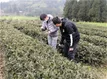 四川芦山：做好各环节服务工作 多举措保驾春茶生产