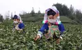 贵州普安15家茶叶龙头企业全部复工复产，实现干茶产值5530.2万元