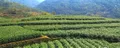 湖南：安化力促茶业“全链”复产“突围”