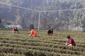 乐山沐川：防疫卖茶两不误，今年的春茶要“管钱”