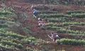 普定县多措并举加快茶叶产业发展