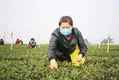 宜宾翠屏区：14万亩早茶开采 疫情难阻早茶香