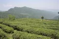 茶叶春管和备栽火力全开 四川巴中茶企复工复产率超过70%