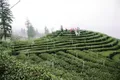 中国早茶之乡：宜宾二月茶香飘上网 