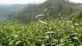 贵州省绿茶品牌标准发布的公告