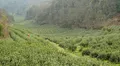 茶叶春管和备栽火力全开 巴中市茶企复工复产率超过70%