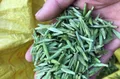 洪雅：保障茶叶生产 冲刺春茶上市