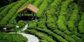 余杭瓶窑茶叶种植村恢复生产
