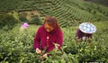 3月春茶季将至 数十万亩茶田或滞销 直播卖茶能够自救？