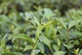 茶园秘籍：种茶土壤管理三步法
