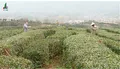 陕西西乡：有序推进茶叶企业复工复产 确保春茶顺利上市
