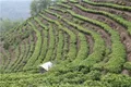 我国茶叶产量280万吨 普洱春茶开采 品牌茶叶社群营销