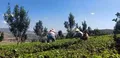 勐省农场春茶生产稳步推进