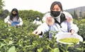 120亩省茶研所惠山基地首批地产春茶开采