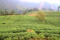 三都：深山执着种茶人 千亩荒山飘茶香