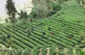 湖北宜昌：全球首家茶叶加工“无人工厂”复工，茶乡春茶开园
