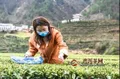 五峰春茶开园抢“鲜”上市，防疫生产两不误！