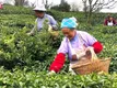 贵州平坝首批明前茶开采