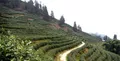 重庆江津：疫情难挡春茶香 全区4.2万亩富硒茶叶开采