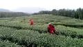 巴中通江：首批春茶开采