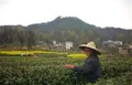 疫情之下春茶价格不降反升 四川万源茶农增收有保障