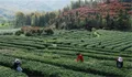 湖南古丈开春新种3200万株茶叶苗