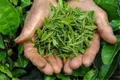 浙江柯桥：做强茶品牌 把“绿叶子”变成乡村振兴“金叶子”