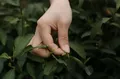 西湖龙井茶将于3月15日左右开采 茶叶自然品质优于上年