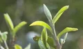 【图阅】云南茶山部分地区茶树也陆续发芽