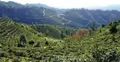 广西梧州：“疫”后春风起 茶香依旧浓