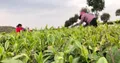 株洲茶陵：春来复产采茶忙