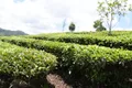 云茶产业发展的“一带一路”的机遇